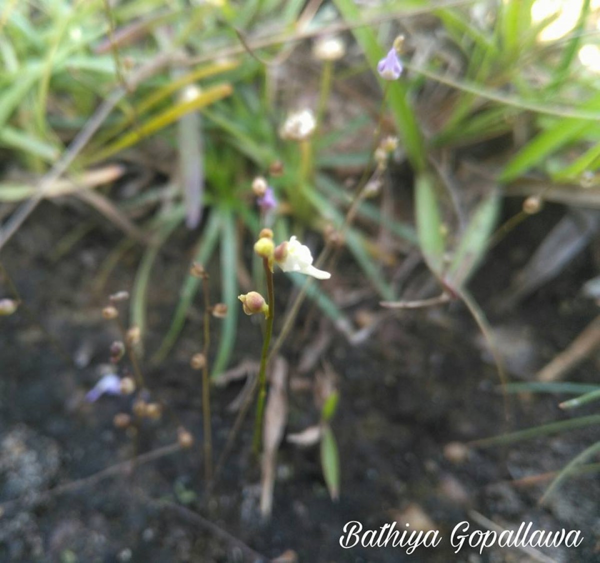 Utricularia caerulea L.
